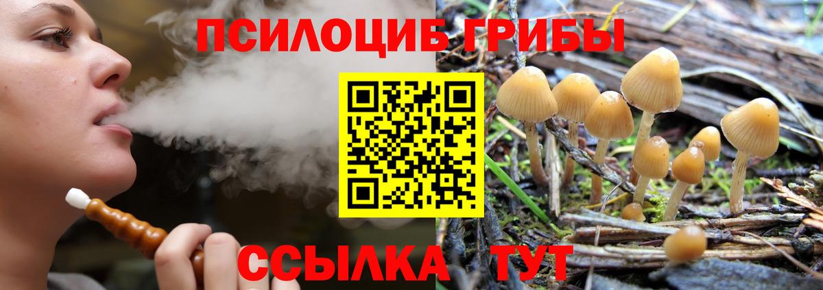 Галлюциногенные грибы Psilocybine cubensis  Вход с VPN  Новоалександровск  купить закладку  Псилоцибиновые грибы Psilocybe 